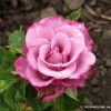 Deep Purple